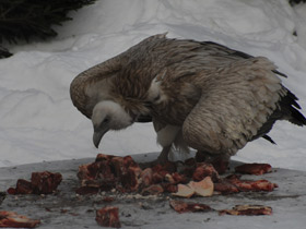 Смотреть фото Белоголовый сип Фото Белоголовый сип