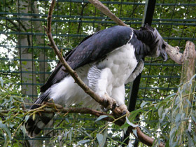 Смотреть фото Южноамериканская гарпия Фото Южноамериканская гарпия