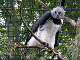 Смотреть фото Южноамериканская гарпия Фото Южноамериканская гарпия