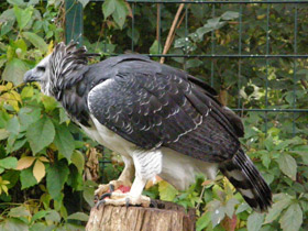 Смотреть фото Южноамериканская гарпия Фото Южноамериканская гарпия