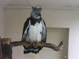 Смотреть фото Южноамериканская гарпия Фото Южноамериканская гарпия