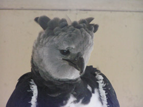 Смотреть фото Южноамериканская гарпия Фото Южноамериканская гарпия