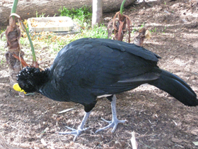 Смотреть фото Большой кракс Фото Большой кракс