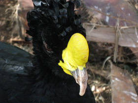 Большой кракс Большой кракс