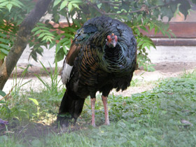 Смотреть фото Глазчатая индейка Фото Глазчатая индейка