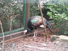 Смотреть фото Глазчатая индейка Фото Глазчатая индейка
