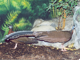 Смотреть фото Большой аргус Фото Большой аргус