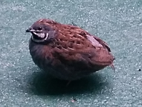 Смотреть фото Расписной перепел Фото Расписной перепел