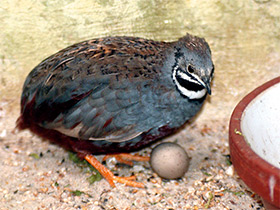 Смотреть фото Расписной перепел Фото Расписной перепел