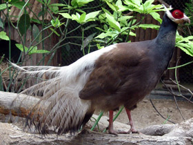 Смотреть фото Коричневый ушастый фазан Фото Коричневый ушастый фазан