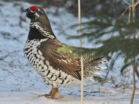 Смотреть фото Канадская дикуша Фото Канадская дикуша