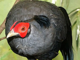 Смотреть фото Сиамская лофура Фото Сиамская лофура