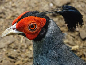 Смотреть фото Сиамская лофура Фото Сиамская лофура