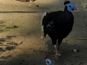 Смотреть фото Огненноспинная лофура Фото Огненноспинная лофура