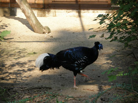 Смотреть фото Огненноспинная лофура Фото Огненноспинная лофура