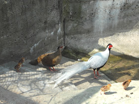 Смотреть фото Серебряная лофура Фото Серебряная лофура