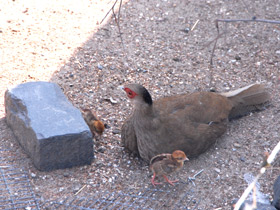 Смотреть фото Лофура Свайно Фото Лофура Свайно