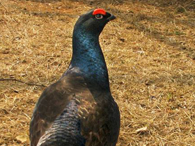 Смотреть фото Тетерев Фото Тетерев