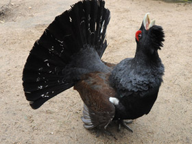 Тетерев Тетерев