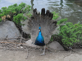 Смотреть фото Индийский павлин Фото Индийский павлин