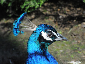 Индийский павлин Индийский павлин