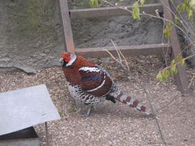 Фото Пёстрый фазан Эллиота