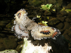 Смотреть фото Солнечная цапля Фото Солнечная цапля