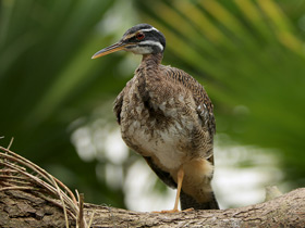 Солнечная цапля Солнечная цапля