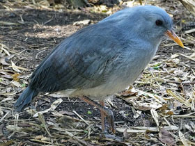 Смотреть фото Кагу Фото Кагу