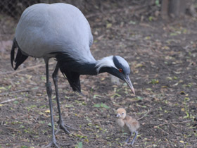 Смотреть фото Красавка Фото Красавка