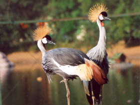 Смотреть фото Венценосный журавль Фото Венценосный журавль