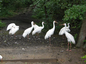 Смотреть фото Стерх Фото Стерх