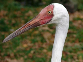 Смотреть фото Стерх Фото Стерх