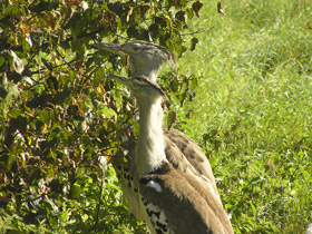 Смотреть фото Дрофа Кори Фото Дрофа Кори