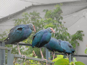 Смотреть фото Султанка Фото Султанка