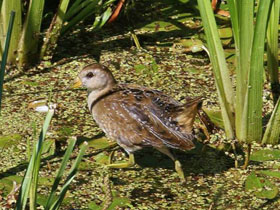 Смотреть фото Каролинский пастушок Фото Каролинский пастушок