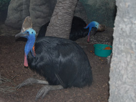 Смотреть фото Шлемоносный казуар Фото Шлемоносный казуар