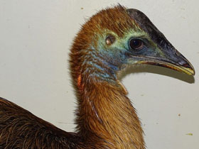 Смотреть фото Шлемоносный казуар Фото Шлемоносный казуар