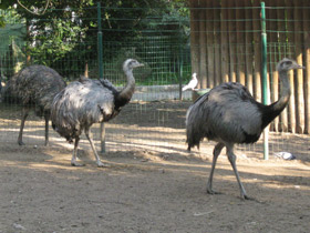 Смотреть фото Обыкновенный нанду Фото Обыкновенный нанду