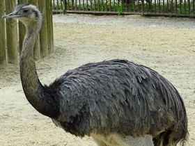 Смотреть фото Обыкновенный нанду Фото Обыкновенный нанду