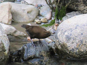 Смотреть фото Бурая оляпка Фото Бурая оляпка