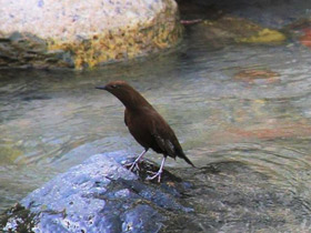 Смотреть фото Бурая оляпка Фото Бурая оляпка