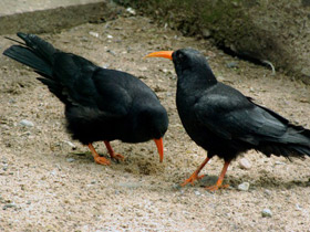 Смотреть фото Клушица Фото Клушица