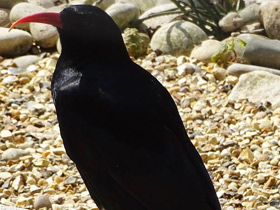 Смотреть фото Клушица Фото Клушица