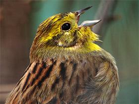 Смотреть фото Обыкновенная овсянка Фото Обыкновенная овсянка