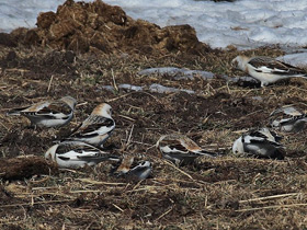 Смотреть фото Пуночка Фото Пуночка