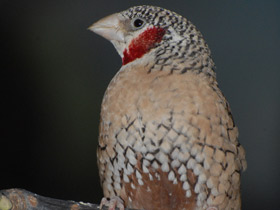 Смотреть фото Красногорлая амадина Фото Красногорлая амадина