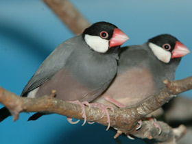 Смотреть фото Рисовка Фото Рисовка