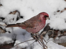 Арчовая чечевица Арчовая чечевица