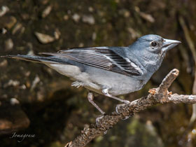 Фото Fringilla polatzeki